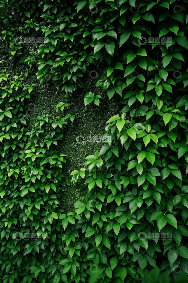 绿叶覆盖的植物背景