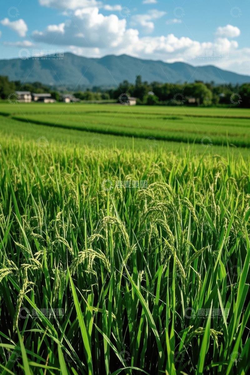 高清大图下载【趣麦麦图】绿色稻田与远山风景