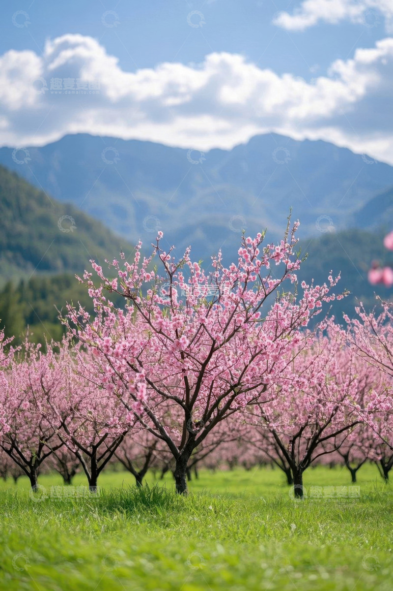 高清大图下载【趣麦麦图】春日桃林与远山风景