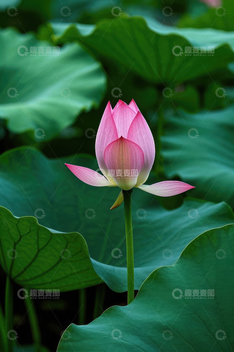 高清大图下载【趣麦麦图】盛开的粉色荷花与荷叶