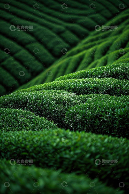 整齐排列的绿色茶园景观