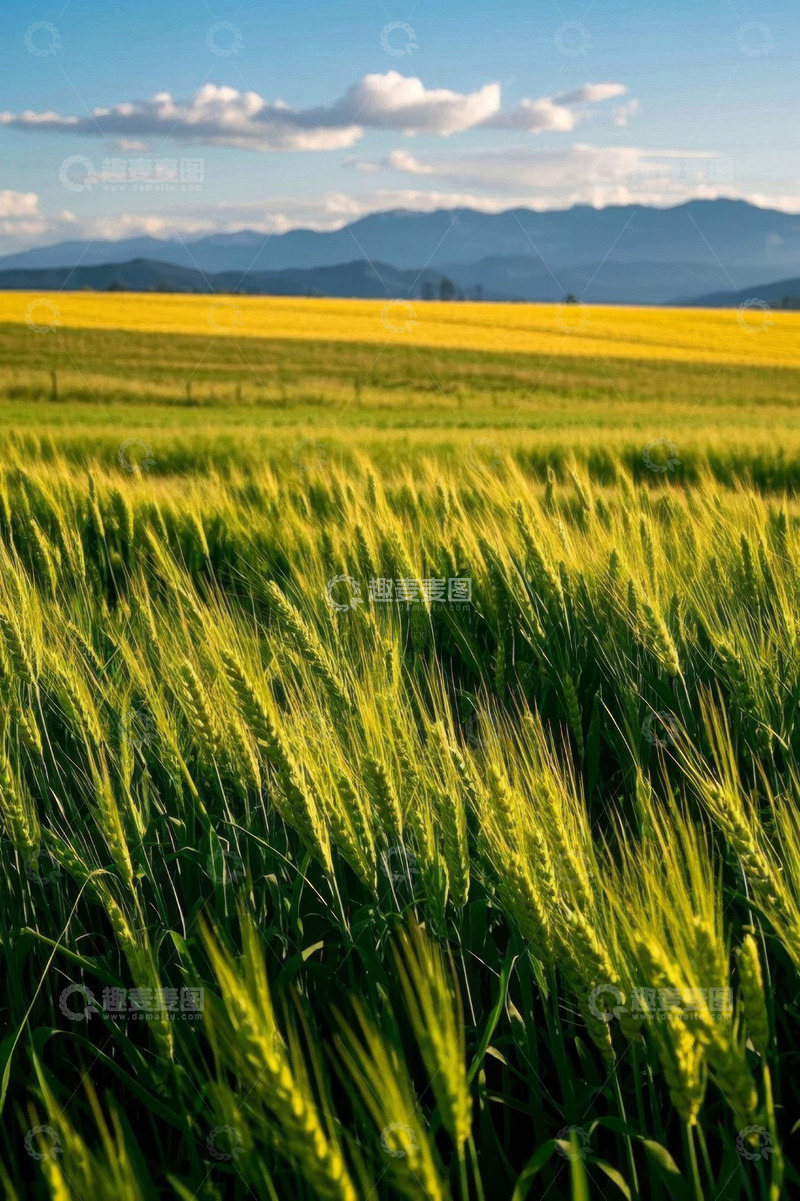 高清大图下载【趣麦麦图】田野中生长的小麦与油菜花