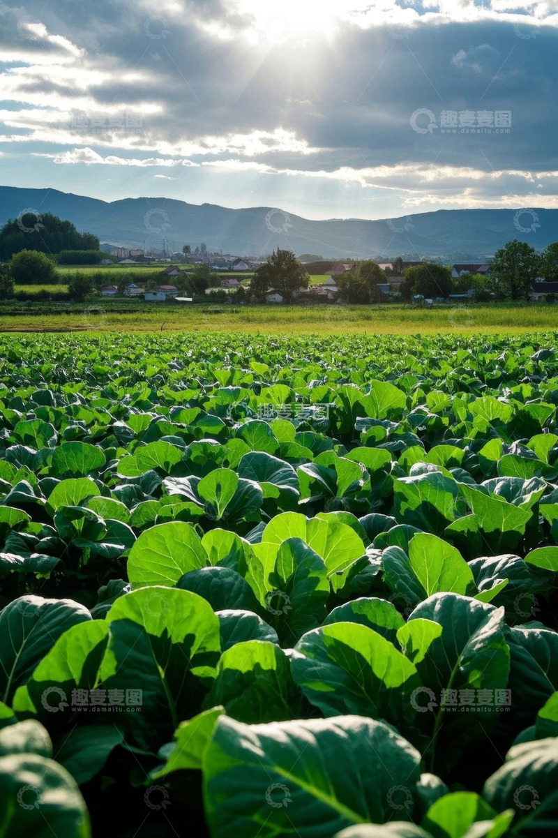 高清大图下载【趣麦麦图】阳光照耀下的绿色蔬菜农田
