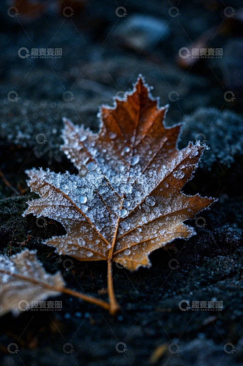 高清大图下载【趣麦麦图】覆霜秋叶特写