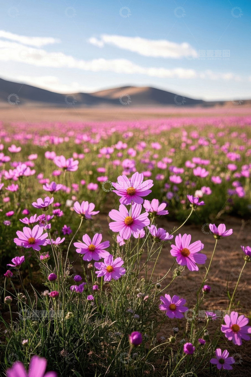 高清大图下载【趣麦麦图】户外粉色花海自然景观