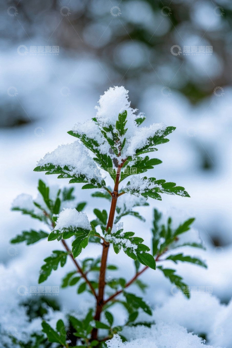 高清大图下载【趣麦麦图】覆雪绿植特写