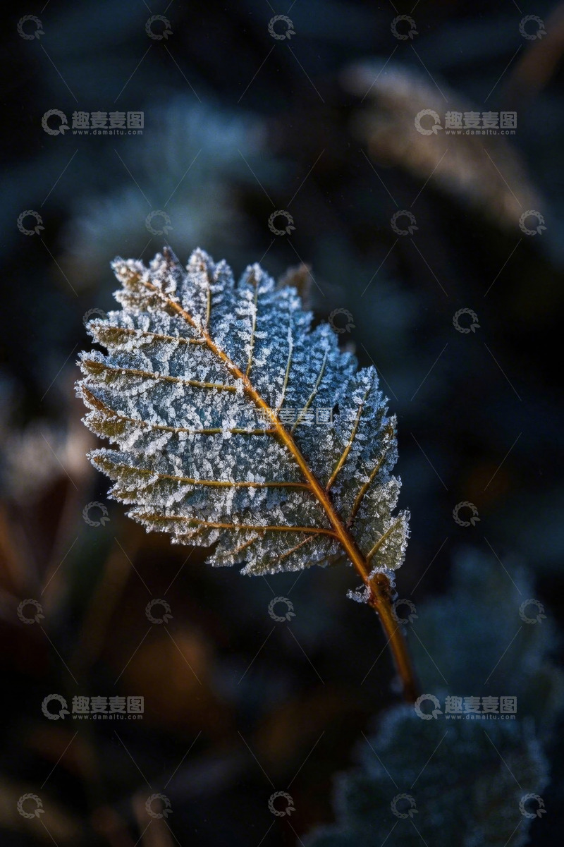 高清大图下载【趣麦麦图】覆霜植物叶片特写