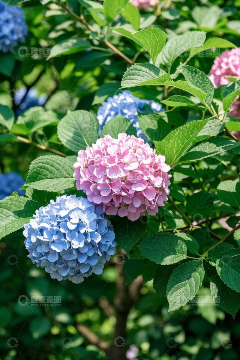 高清大图下载【趣麦麦图】盛开的绣球花特写