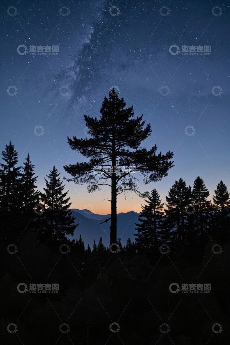 森林夜空下的挺拔松树
