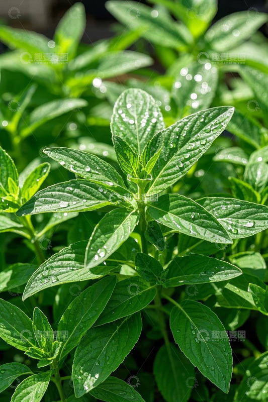 带水珠的绿色植物特写