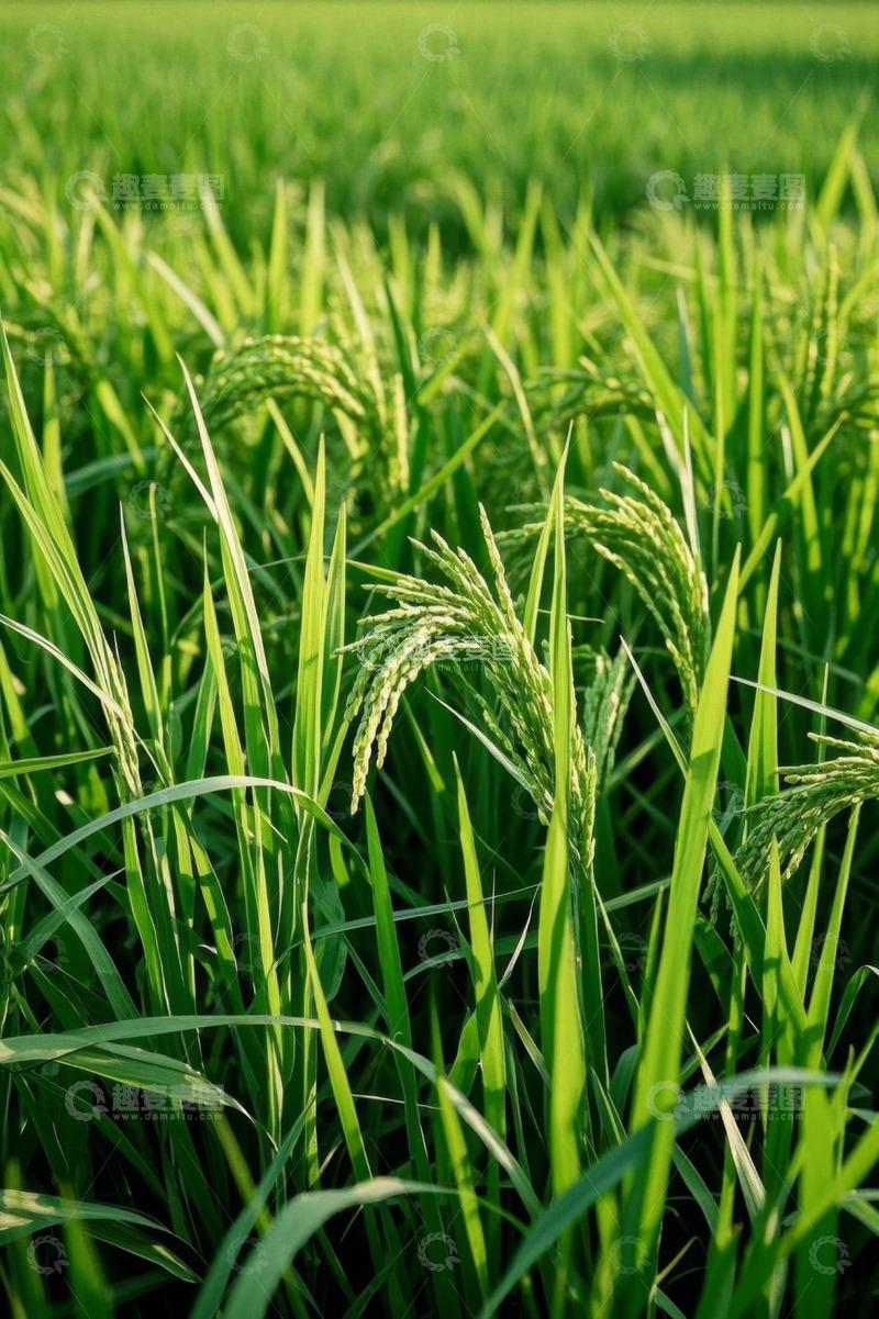高清大图下载【趣麦麦图】近景绿色稻田稻穗