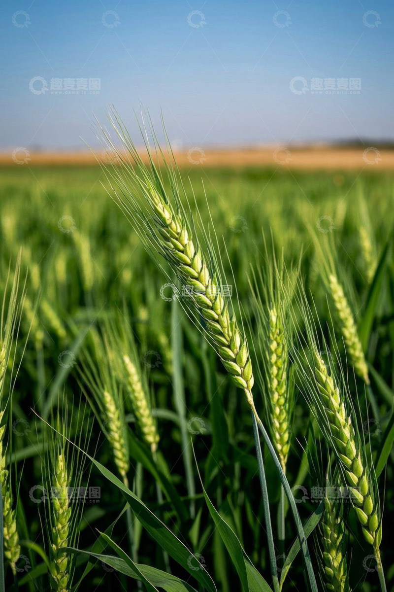 高清大图下载【趣麦麦图】绿色小麦田近景