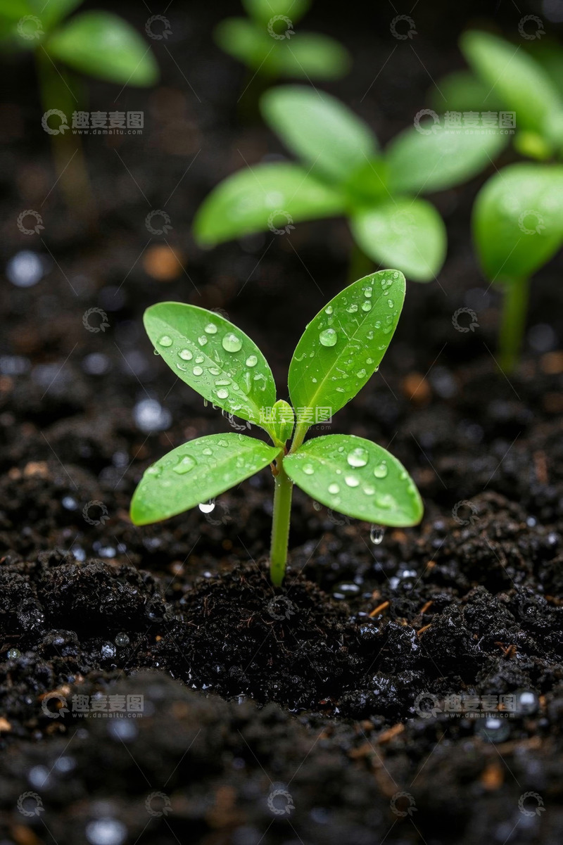 高清大图下载【趣麦麦图】带水珠的嫩绿幼苗生长画面
