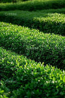 整齐排列的茶树种植景观