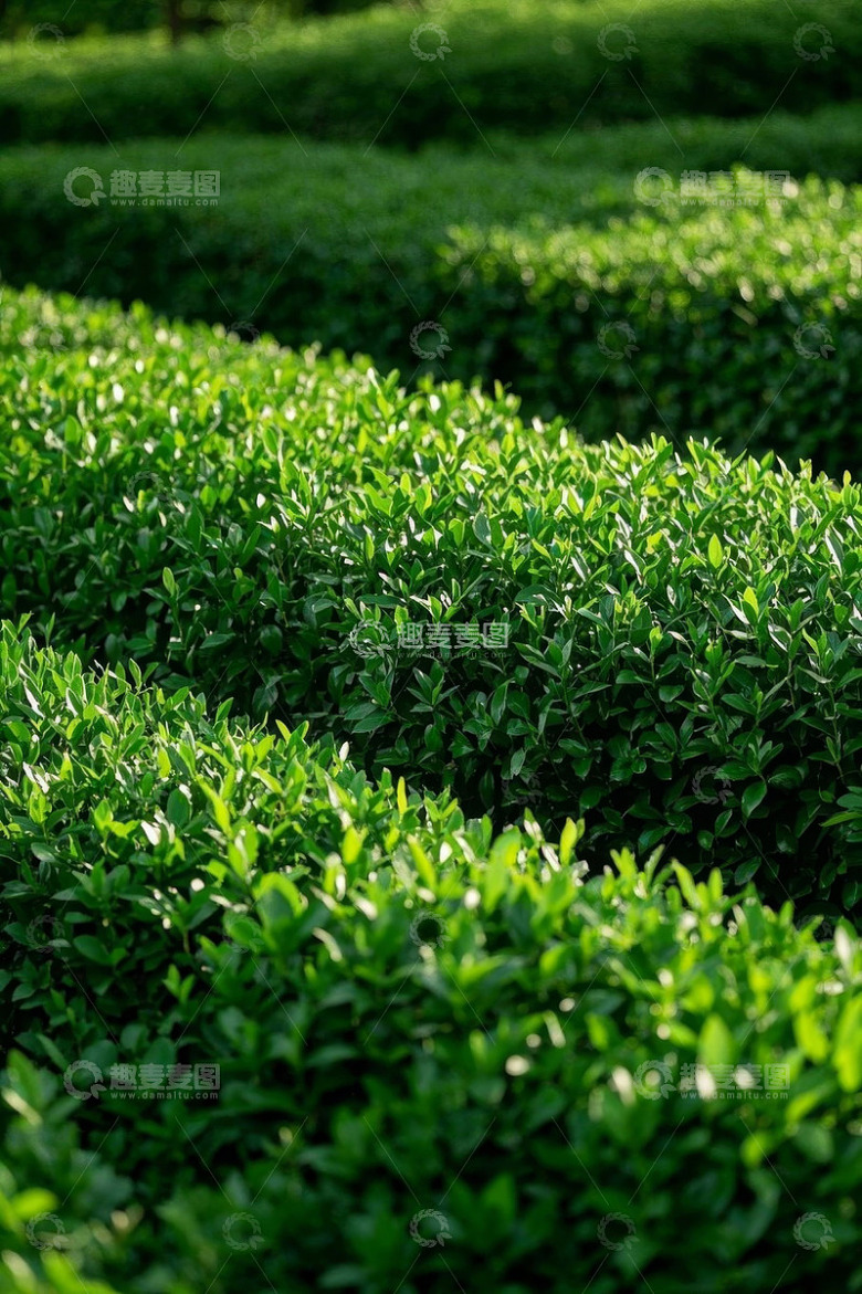 整齐排列的茶树种植景观