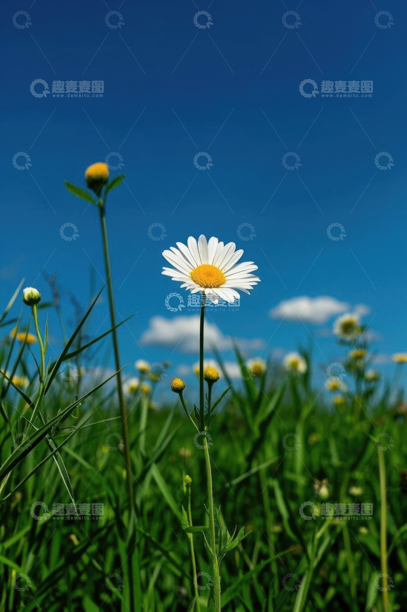 高清大图下载【趣麦麦图】蓝天下的雏菊花田