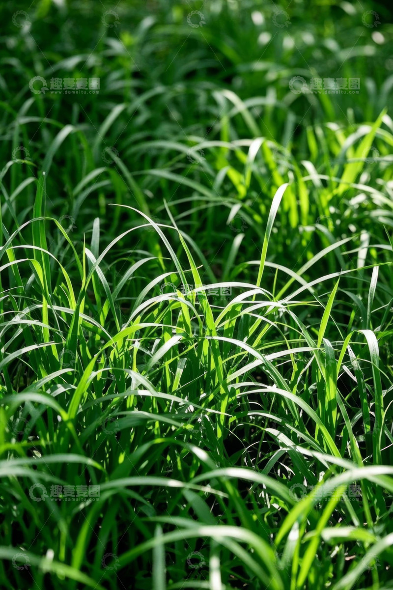 高清大图下载【趣麦麦图】绿色草地自然景象素材