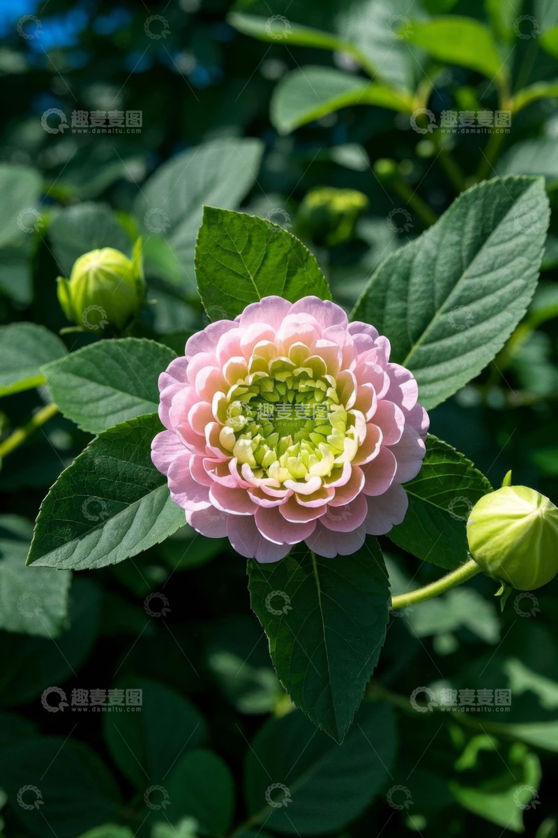 高清大图下载【趣麦麦图】粉色花朵与绿叶特写