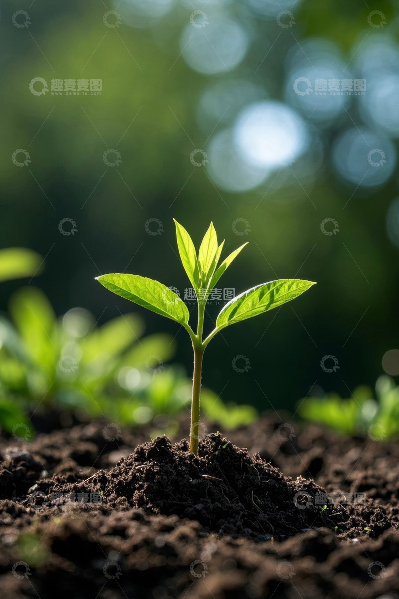 高清大图下载【趣麦麦图】破土而出的嫩绿植物幼苗