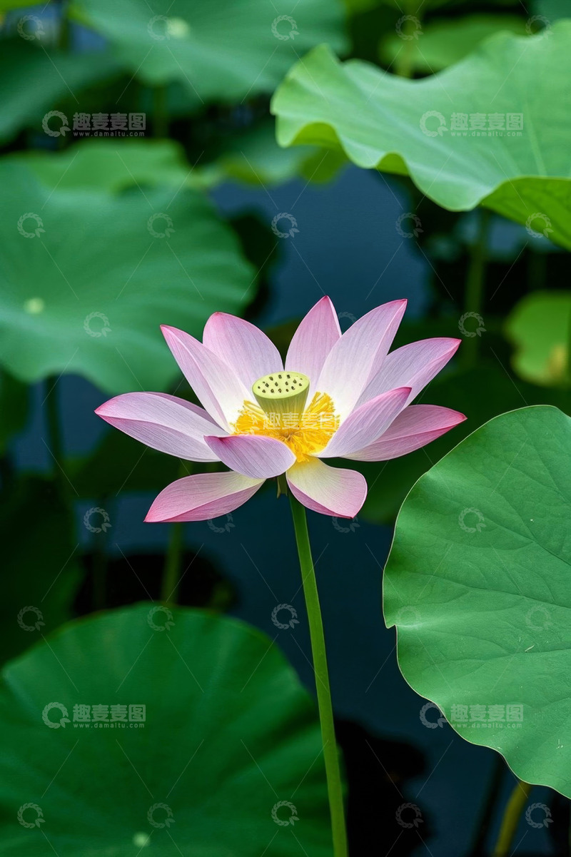 高清大图下载【趣麦麦图】盛开的粉色荷花与荷叶