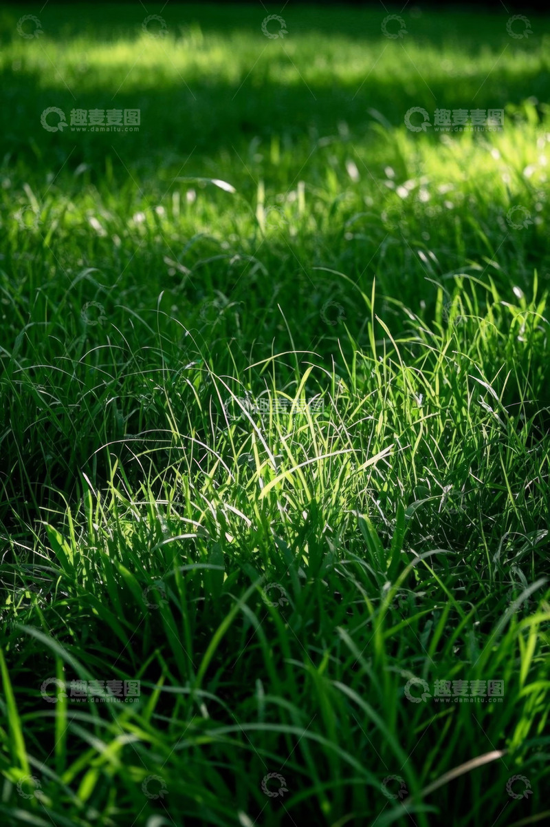 高清大图下载【趣麦麦图】阳光下的翠绿草地