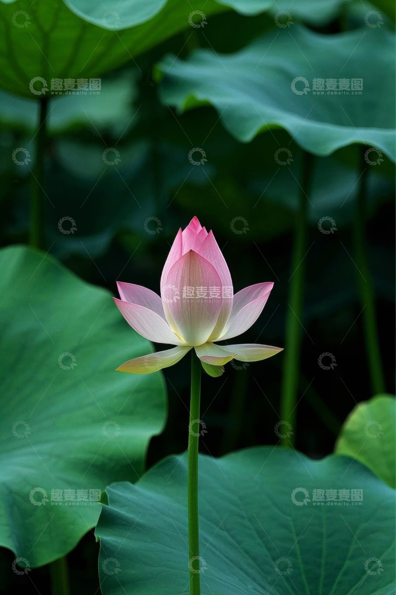 高清大图下载【趣麦麦图】盛开的粉色荷花与荷叶