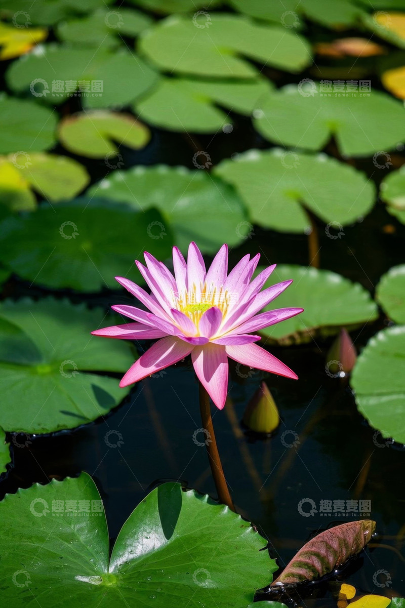 高清大图下载【趣麦麦图】水中绽放的粉色睡莲