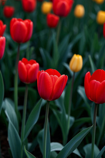 红色黄色郁金香花丛景观