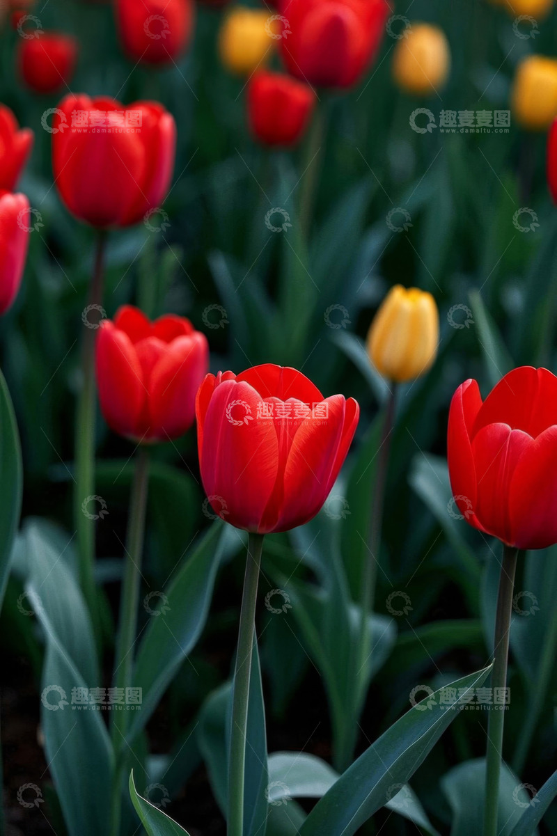 高清大图下载【趣麦麦图】红色黄色郁金香花丛景观