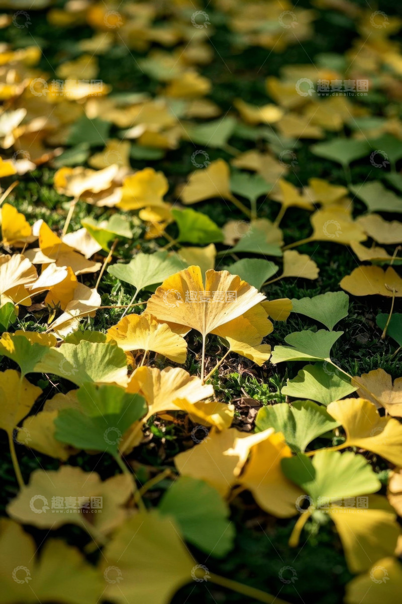 高清大图下载【趣麦麦图】地面上散落的银杏树叶