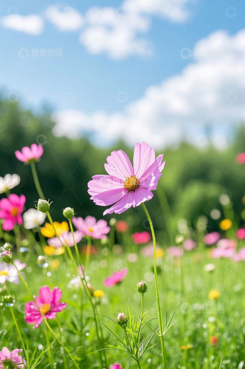 高清大图下载【趣麦麦图】阳光下盛开的粉色格桑花