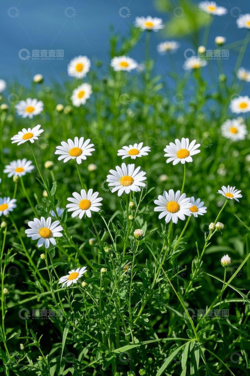 高清大图下载【趣麦麦图】盛开的雏菊与绿色背景