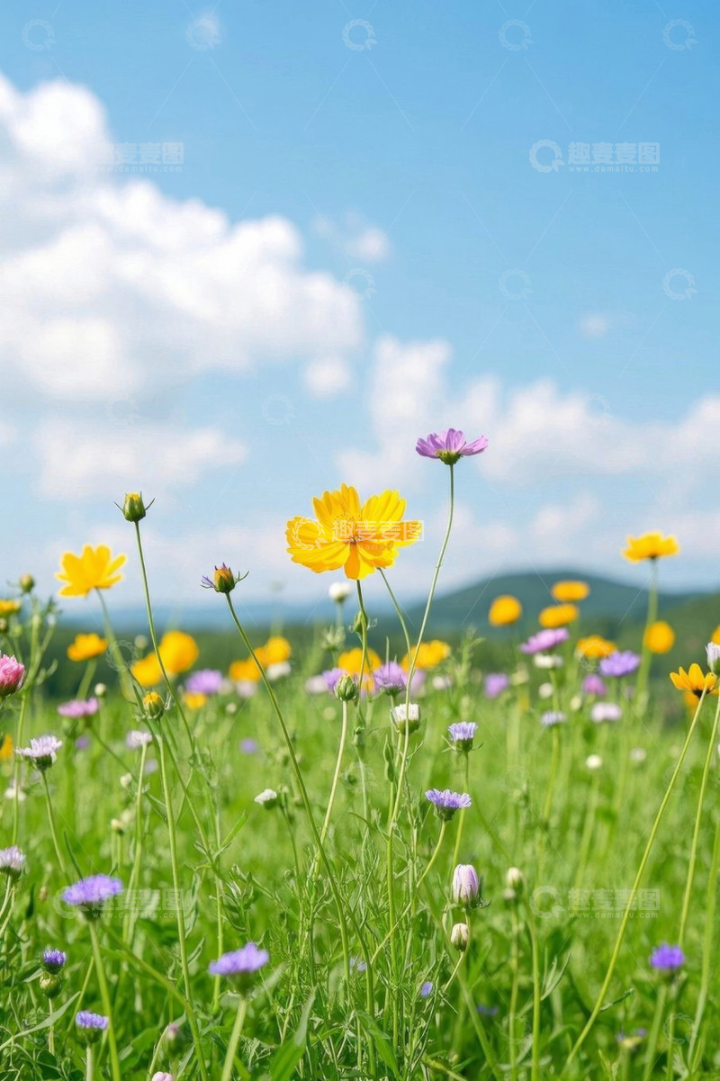 高清大图下载【趣麦麦图】户外草地盛开的多彩野花