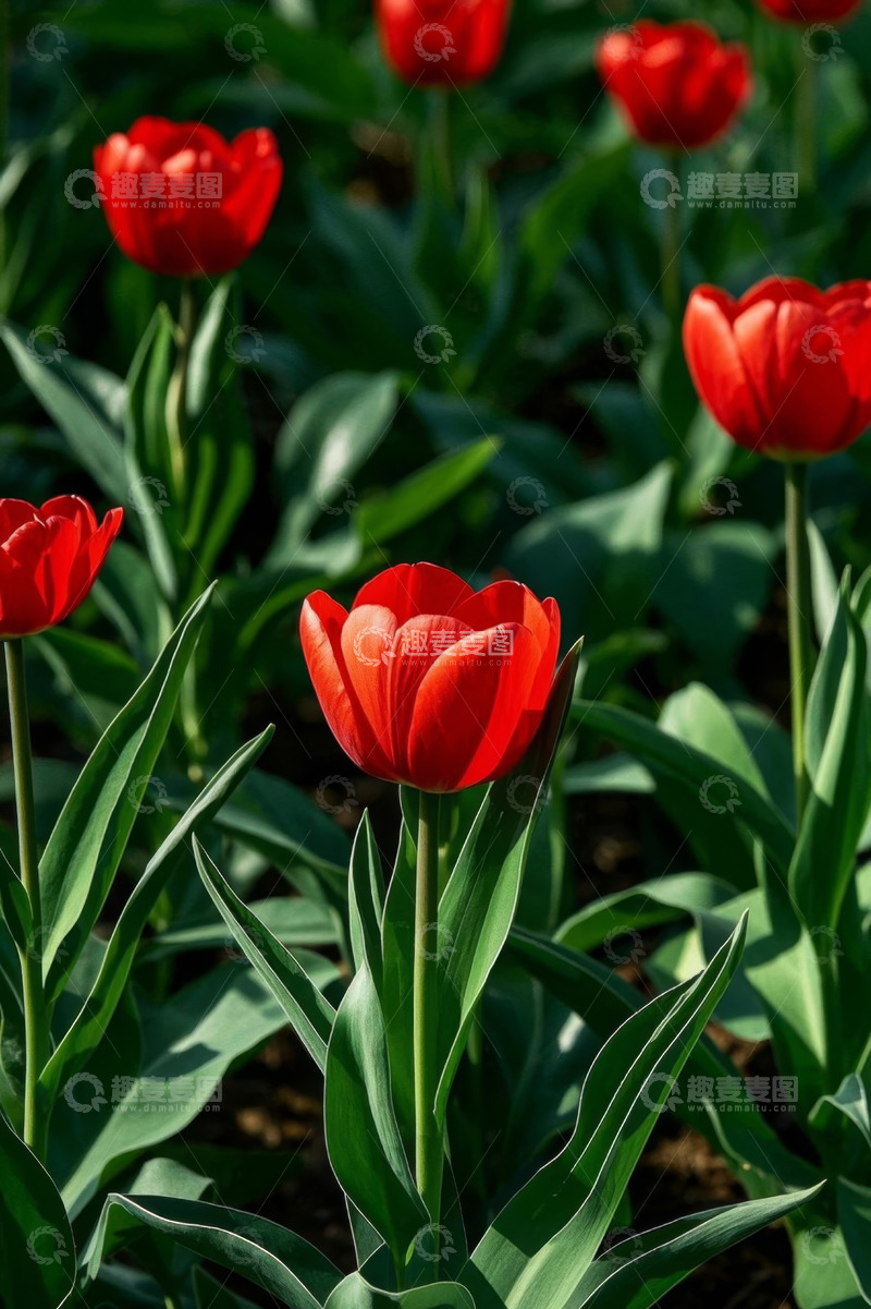 高清大图下载【趣麦麦图】红色郁金香花卉景观