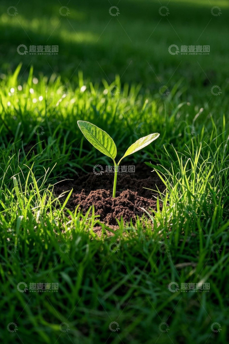 高清大图下载【趣麦麦图】草地上新生的嫩绿植物