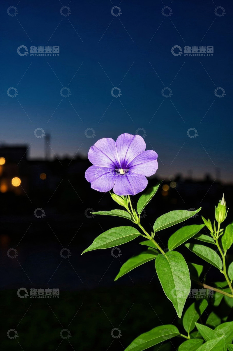 高清大图下载【趣麦麦图】夜幕下绽放的紫色花朵