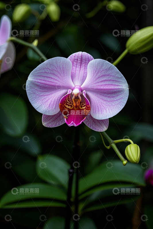 特写粉色蝴蝶兰花卉