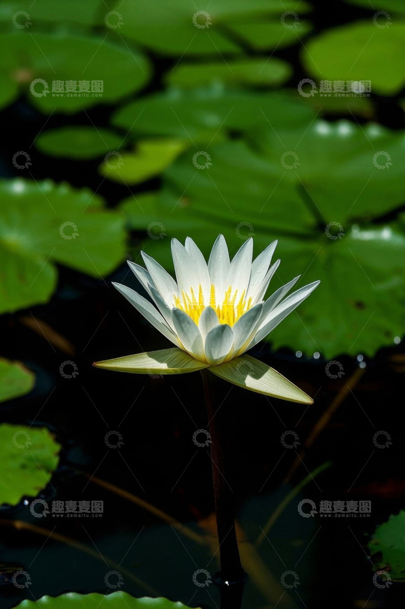 高清大图下载【趣麦麦图】水中绽放的白色睡莲