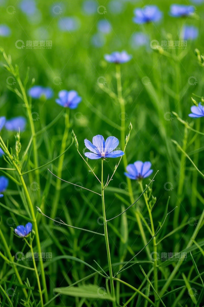 高清大图下载【趣麦麦图】蓝花盛开的绿色草地