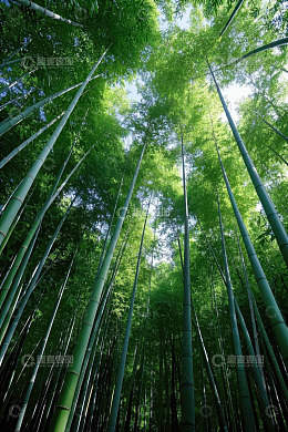 仰视视角下的茂密竹林景观