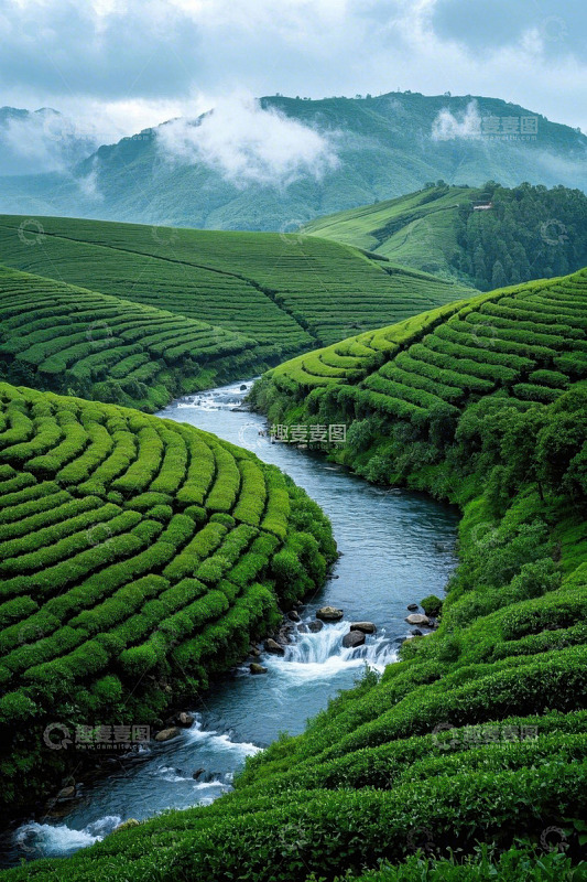 山间蜿蜒河流旁的整齐茶园