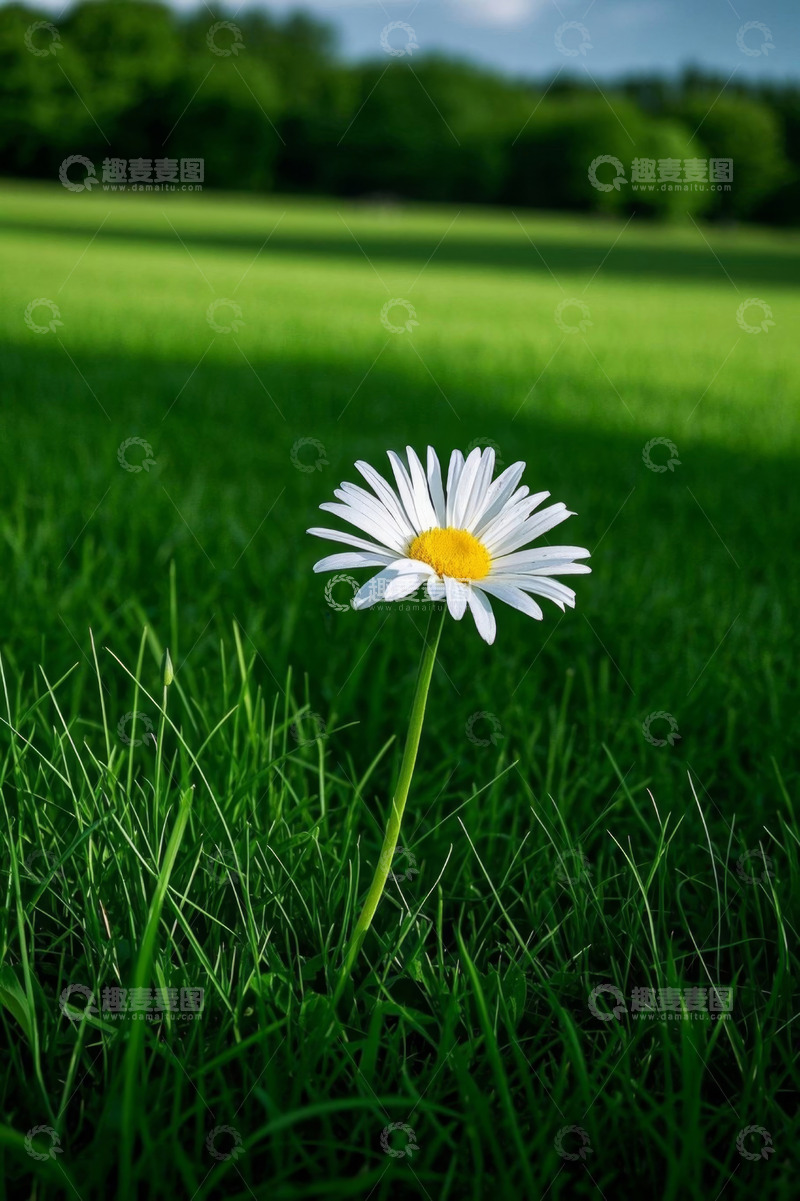 高清大图下载【趣麦麦图】草地中的白色雏菊特写
