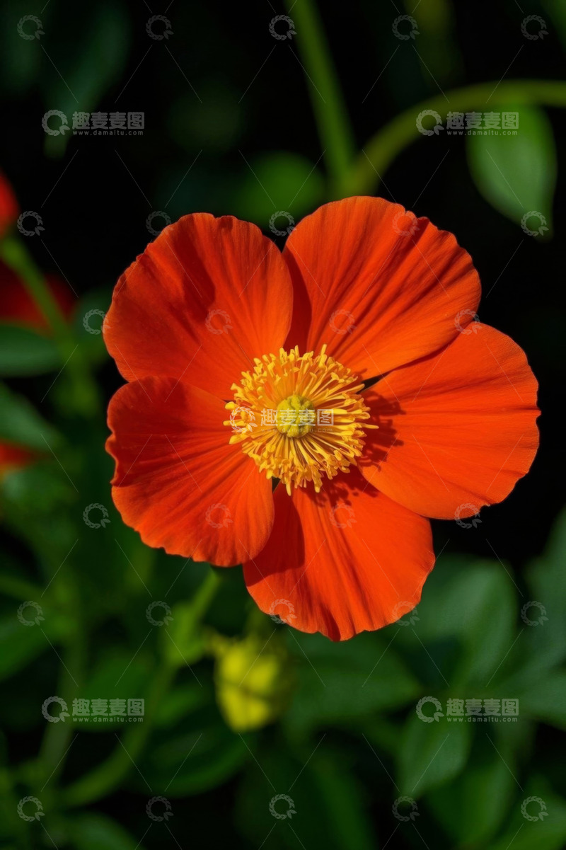 高清大图下载【趣麦麦图】橙红色花朵特写