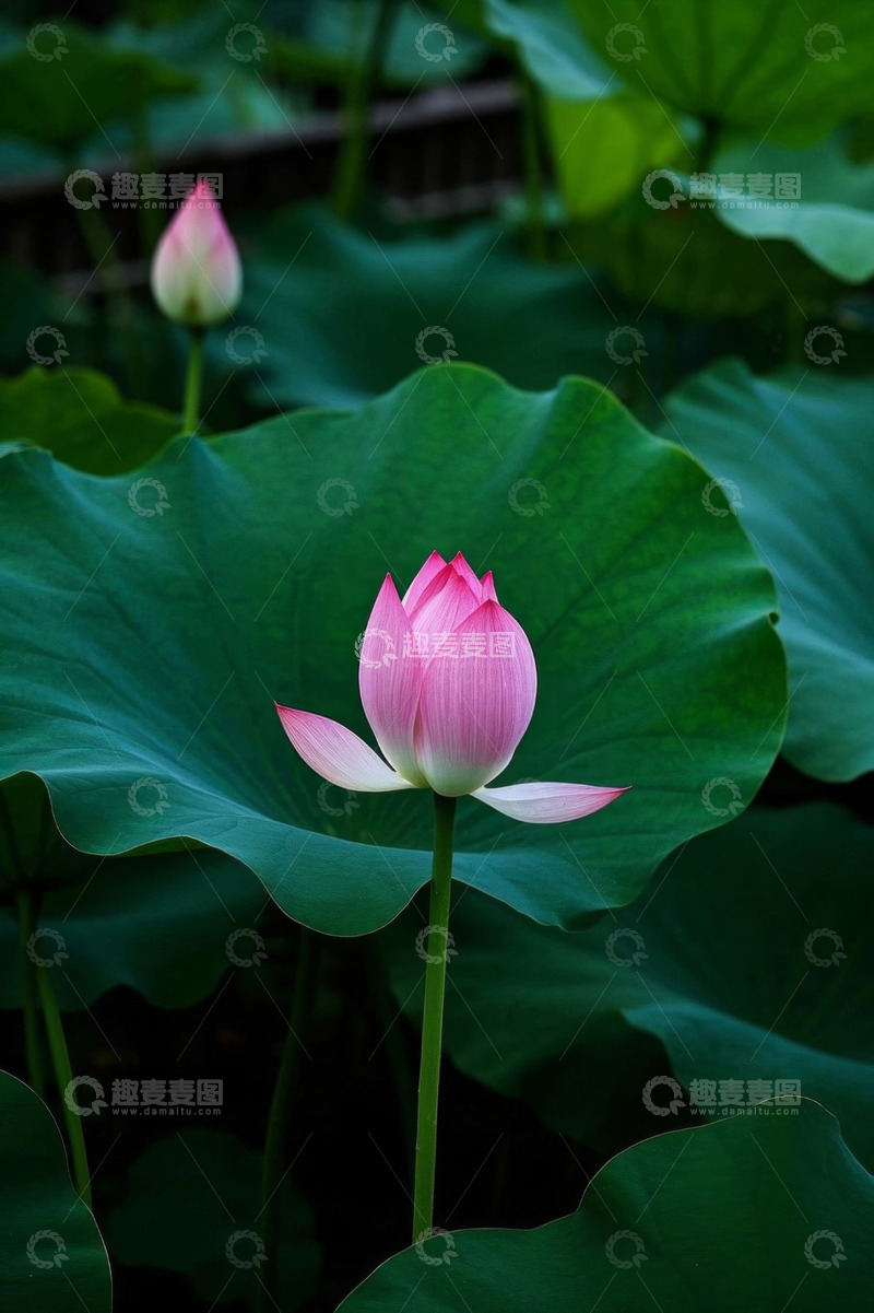 高清大图下载【趣麦麦图】绽放的荷花与荷叶特写