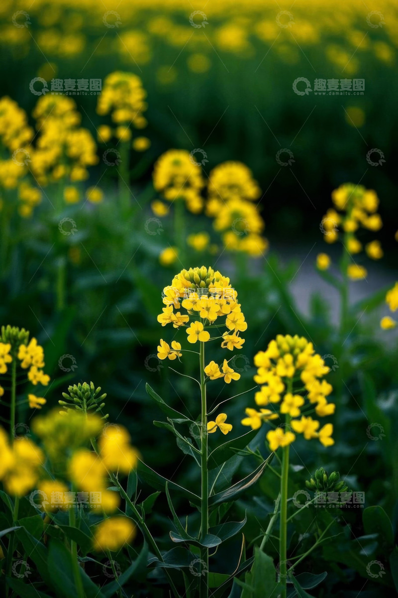 高清大图下载【趣麦麦图】黄色油菜花特写