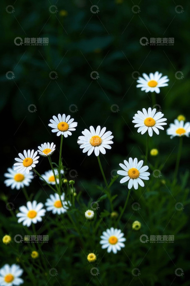 高清大图下载【趣麦麦图】白色雏菊自然绽放场景