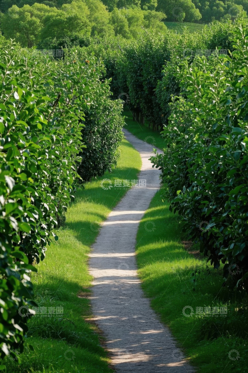 高清大图下载【趣麦麦图】林间小径自然风光