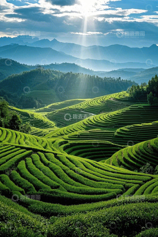 绿色梯田自然风光全景