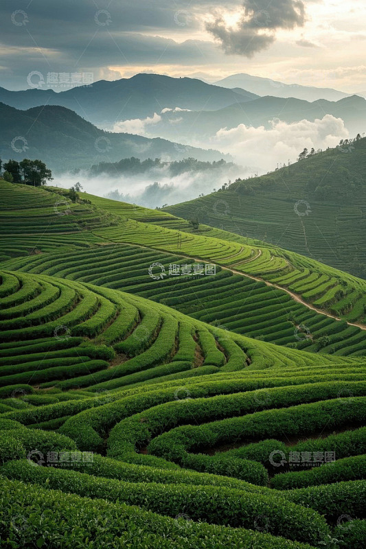 山间茶园自然风光
