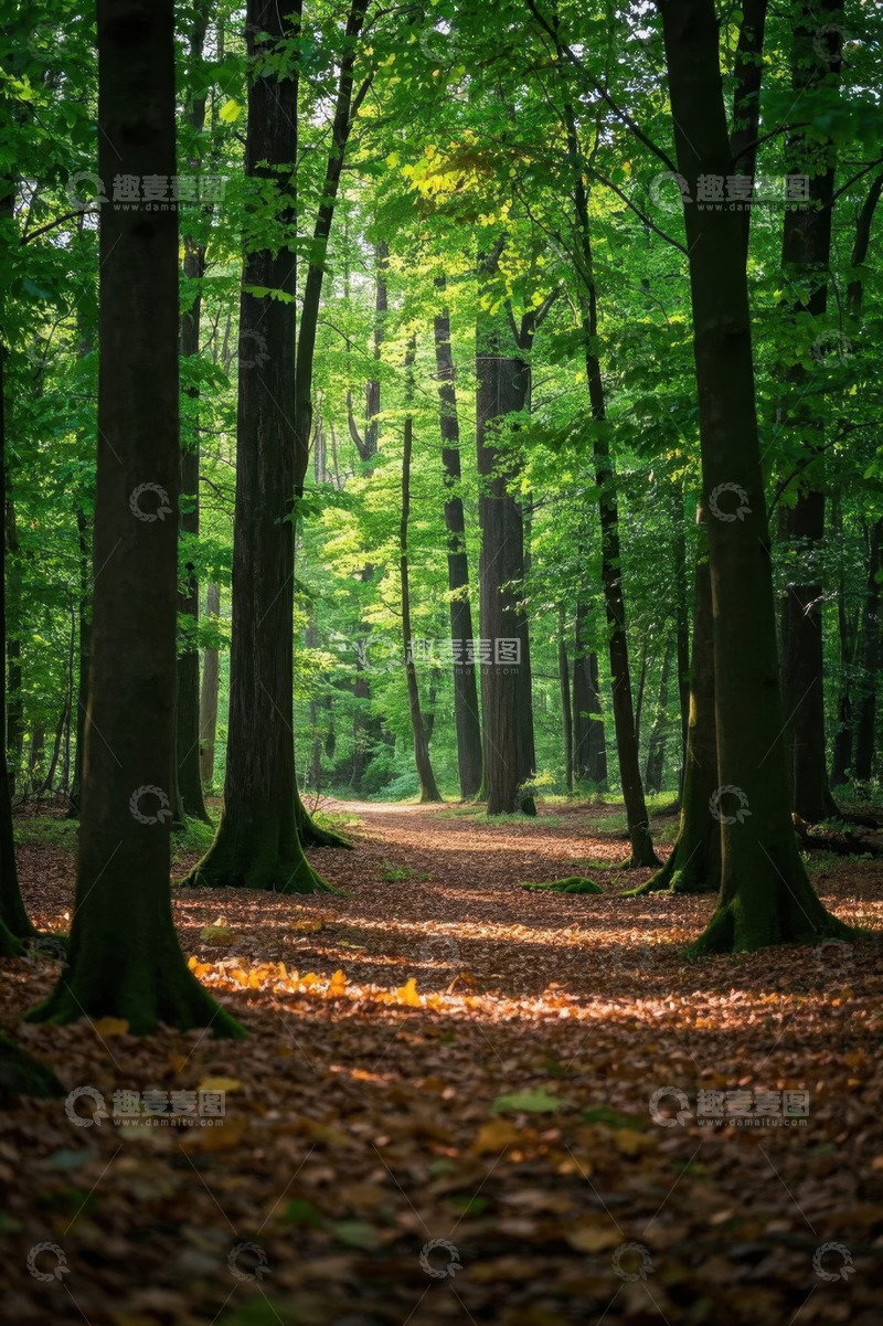 高清大图下载【趣麦麦图】阳光照耀下的森林小径
